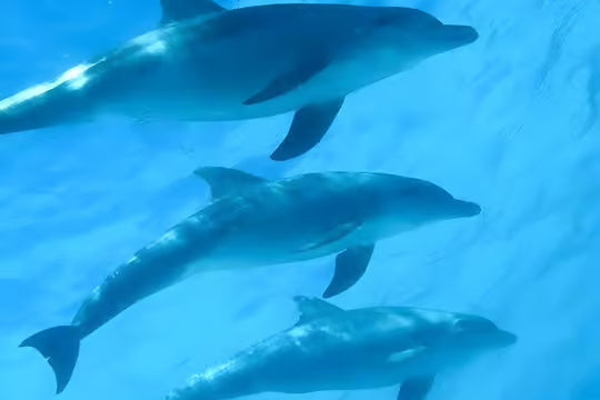 Mnemba island,Baraka seaturtles aquarium & Sunset at kendwa beach