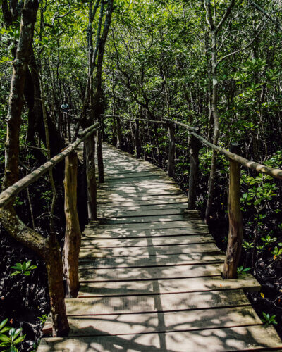 Jozani forest