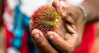 Spice farms,Stone town & Prison island