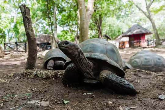 Spice farms,Stone town & Prison island