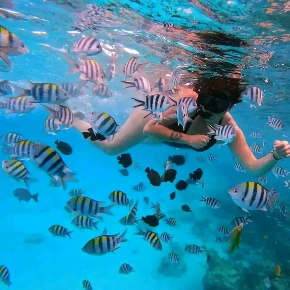 Mnemba island,Baraka seaturtles aquarium & Sunset at kendwa beach