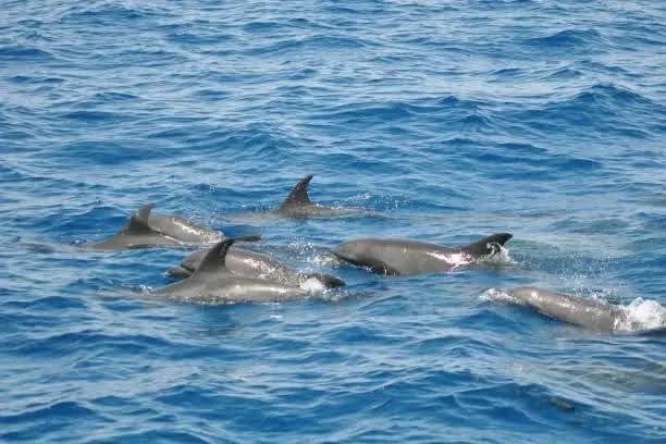 Mnemba island,Baraka seaturtles aquarium & Sunset at kendwa beach