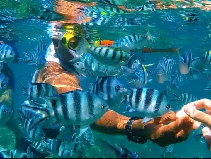 Mnemba island,Baraka seaturtles aquarium & Sunset at kendwa beach