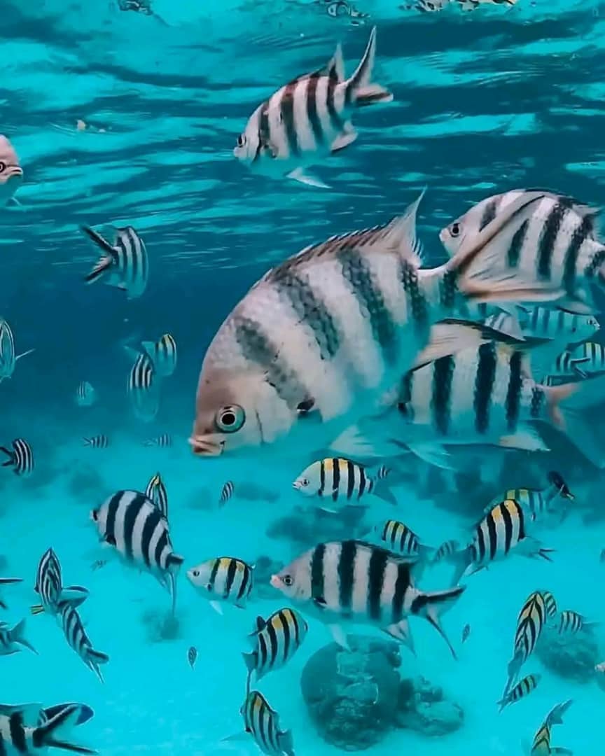 Mnemba island,Baraka seaturtles aquarium & Sunset at kendwa beach