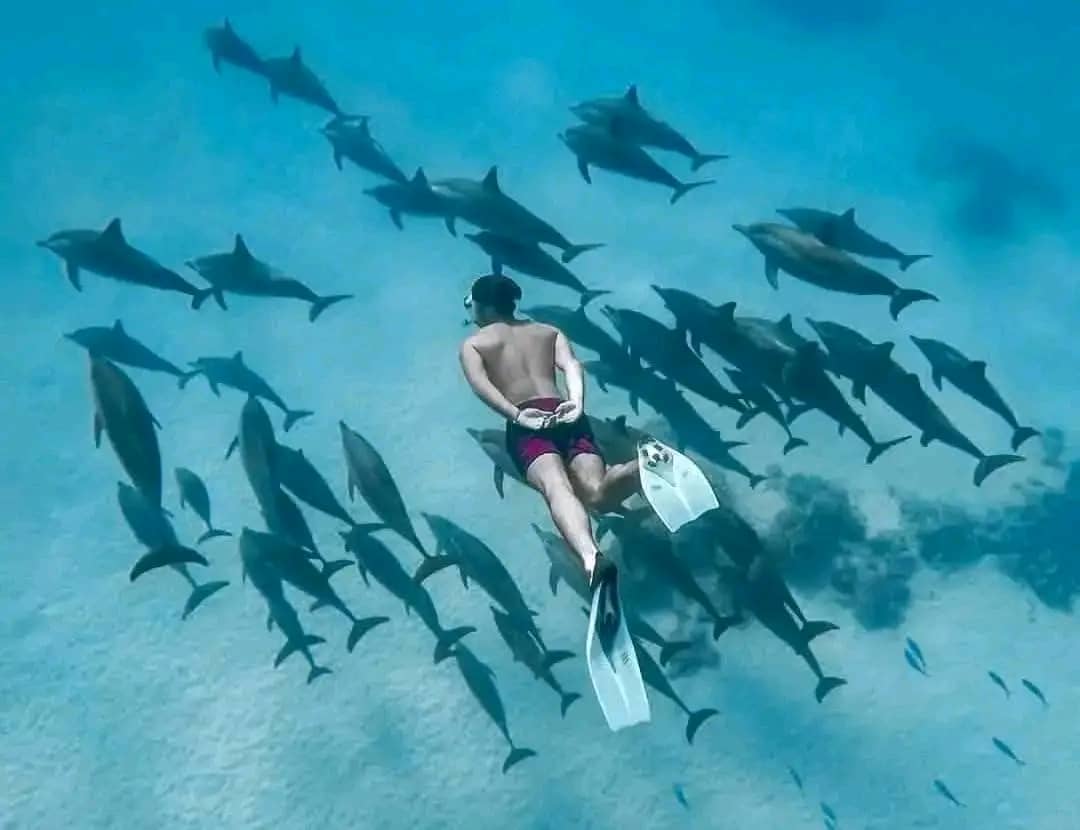 Mnemba island,Baraka seaturtles aquarium & Sunset at kendwa beach