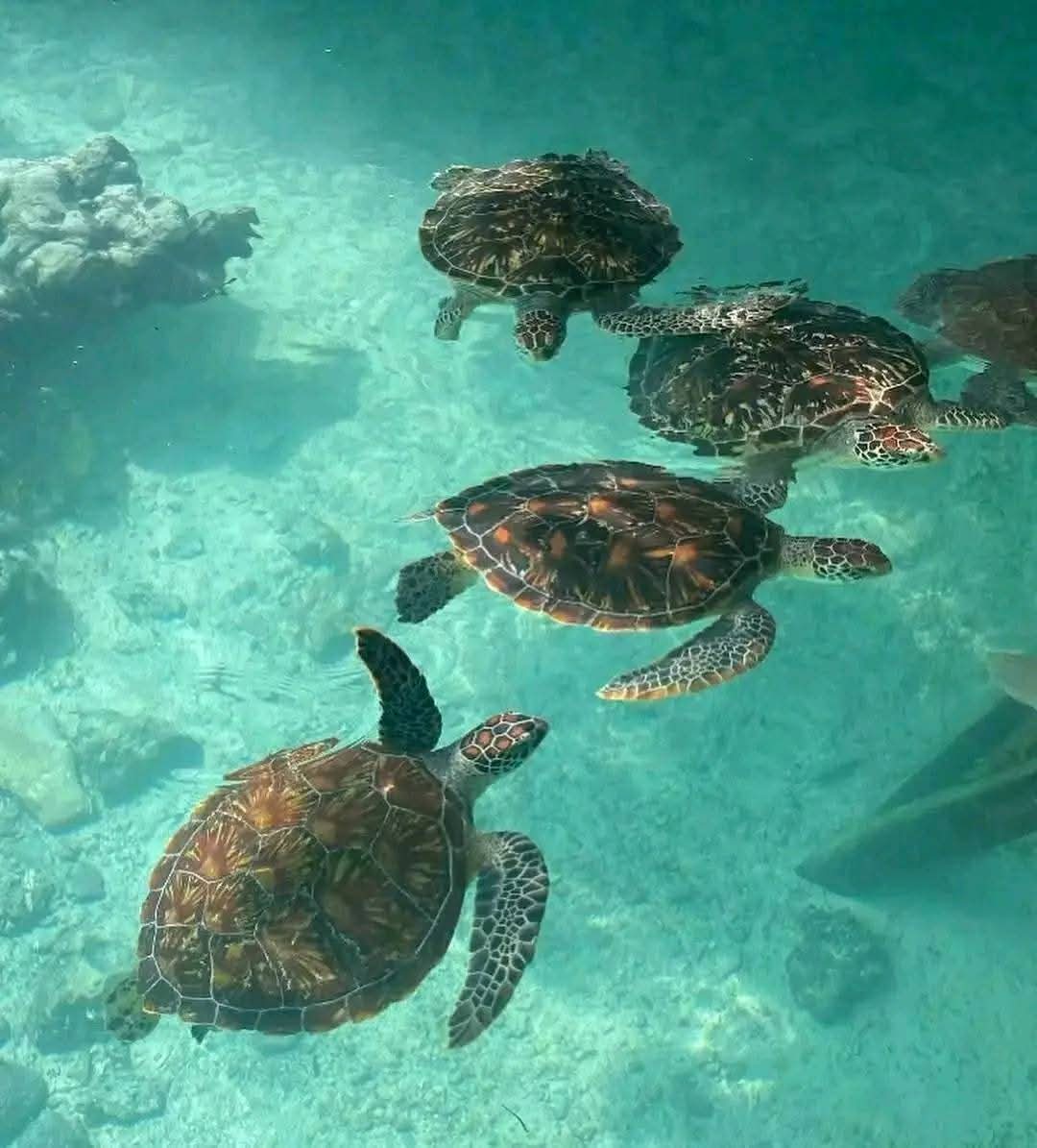 Mnemba island,Baraka seaturtles aquarium & Sunset at kendwa beach