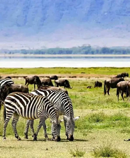 2 days 1 night Selous Nationa Park